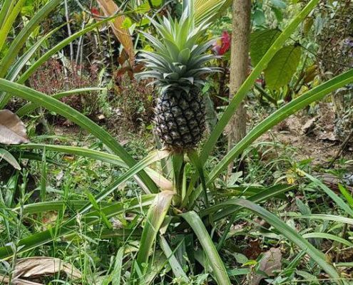 pied d'ananas Balinais